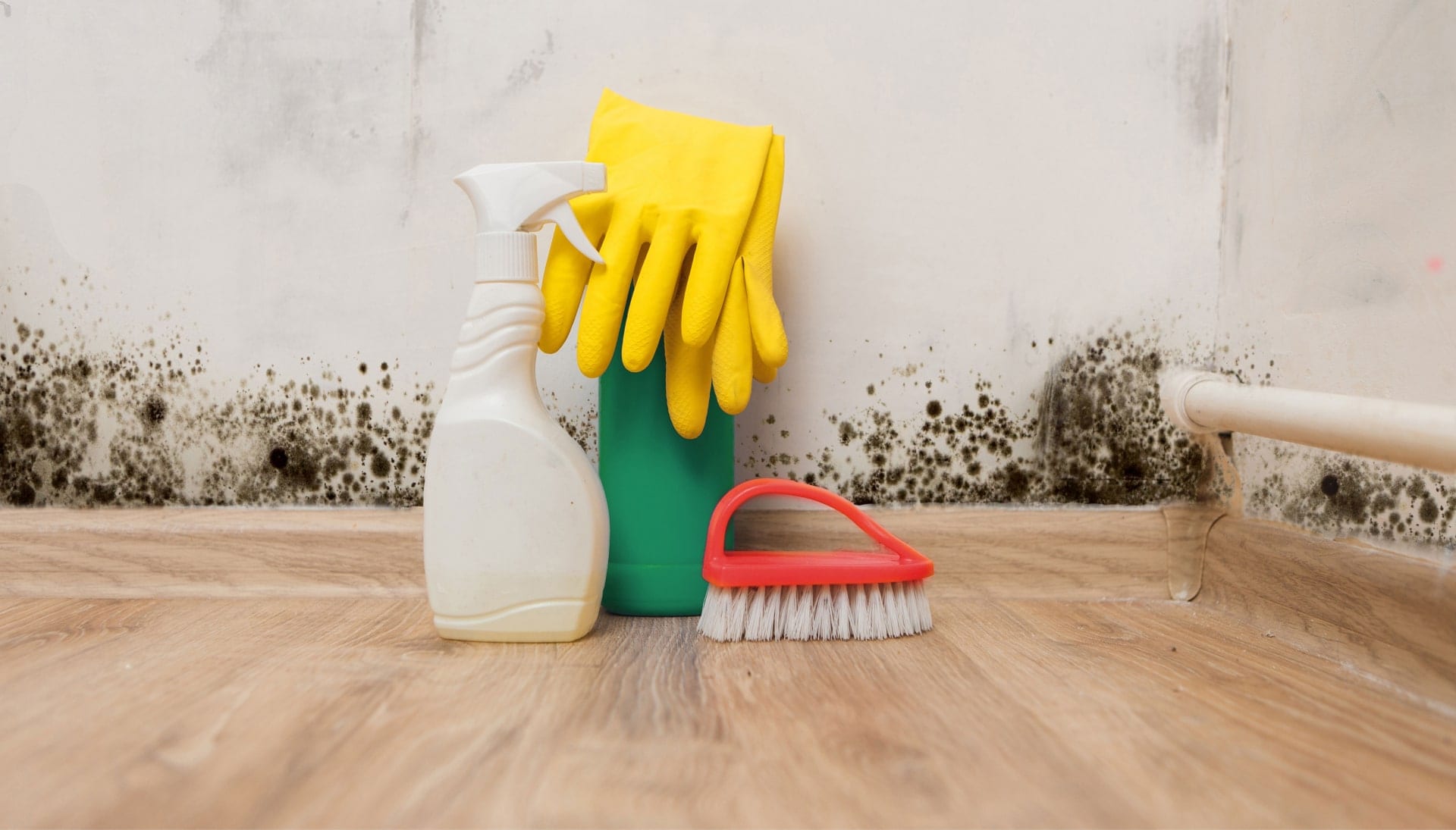 Know About Mold Removal In Waukesha